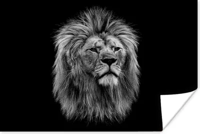 Produktbild von MuchoWow® Poster Löwe - Profil - Schwarz - Weiß 90x60 cm - Schlafzimmer