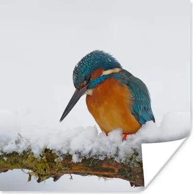 Produktbild von MuchoWow® Poster Eisvogel - Schnee - Winter 50x50 cm - Wohnzimmerdekoration