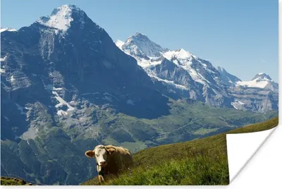 Produktbild von MuchoWow® Poster Schweizer Kuh vor dem Eiger in der Jungfrauregion 60x40 cm - Schlafzimmerdekoration