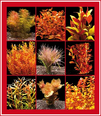 Produktbild von 5 Bund Rote Wasser-Pflanzen Für'S Aquarium