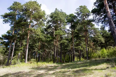 Obrázok produktu pre 100 semien borovice lesnej (Pinus sylvestris) – odolný ihličnan do záhrady, lesa a na zalesňovanie