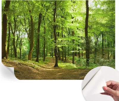 Produktbild von Selbstklebende Wandtapete - Dekorative Tapete für Wohnzimmer - Klebefolie für Wandbilder - Tapetenfolie für Wanddekoration - 208x146 cm - Natürlicher Weg