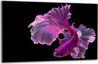 Produktbild von Herdabdeckplatte Glaskeramikkochfeld-Abdeckung Spritzschutz Glas 80x52 Fisch