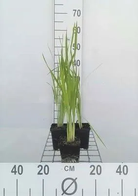 Image de 6 x Iris sibirica - Iris - pot 9 x 9 cm