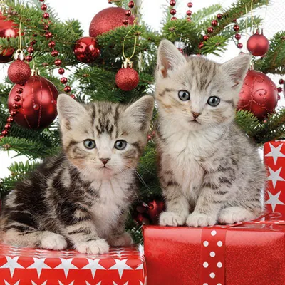 Hochwertige Papierservietten mit weihnachtlichem Katzenmotiv