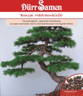 Produktbild von Bonsai Mädchenkiefer | Bonsaisamen von Dürr Samen