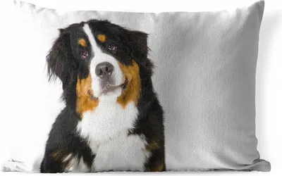 Produktbild von MuchoWow® Outdoor Kissen - Porträtfoto eines Berner Sennenhundes - 60x40 cm - Wetterfest - Lounge Kissen - Zierkissen - Kissen für Innenräume