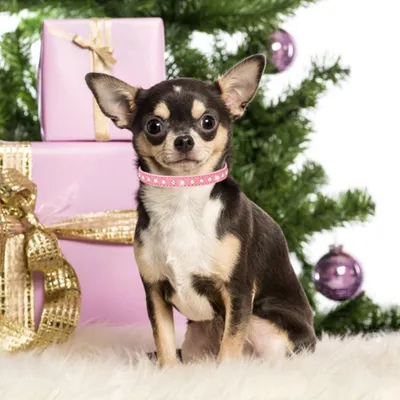 Produktbild von Glitzer Hundenhalsband für kleine Hunde und Kätzchen - Strass und Kristall, Hellblau