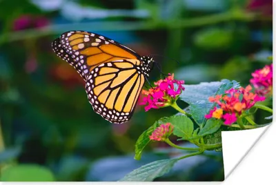 Produktbild von MuchoWow® Poster Schmetterlinge - Blume - Natur 120x80 cm - Bilder