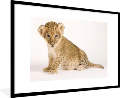 Produktbild von MuchoWow® Gerahmtes Poster Porträt - Tiger - Weiß 90x60 cm - Poster mit Schwarzem Bilderrahmen Wandposter Rahmen Foto Bilder - Wanddekoration - Fotos