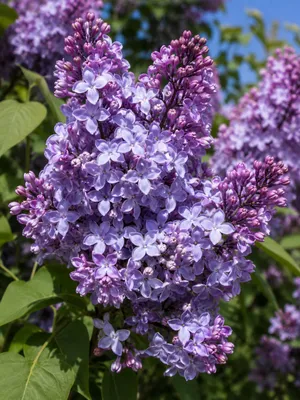 Produktbild von SaatPilot Syringa vulgaris 100 Samen Gemeiner Flieder