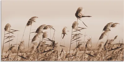 Produktbild von ARTland Wandbild Alu für Innen & Outdoor Gräser Größe: 150x75 cm