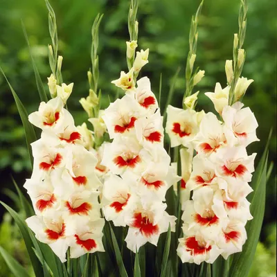 Immagine prodotto di Gladiolo Ajax 5 pezzi Gladioli bulbi di gladiolo