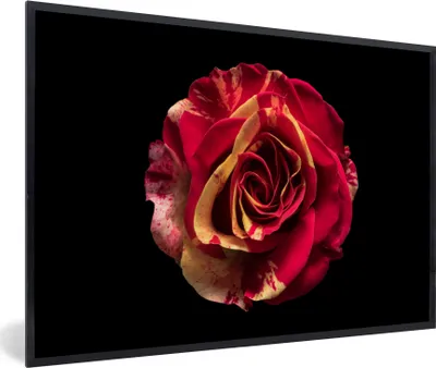 Produktbild von MuchoWow® MuchoWow® Gerahmtes Poster Blume - Rose - Rot - Schwarz 90x60 cm - Poster mit zchwarzem Bilderrahmen - Fotorahmen - Foto-Plakat
