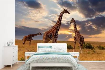 Produktbild von MuchoWow® Fototapete für Wohnzimmer oder Schlafzimmer Wandtapete Vinyl Motivtapete Giraffen - Sonne - Afrika - 525x350 cm - Das Hintergrundbild