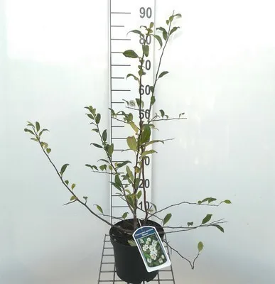 Produktbild von Chaenomeles spec. 'Nivalis' - Japanische Zierquitte Nivalis 30- 40 cm Container