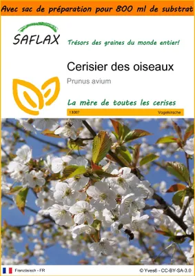 Image de SAFLAX Garden in the bag - Cerisier des oiseaux - 10 graines - Prunus