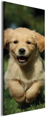 Produktbild von Wallario Premium Leinwandbild Süßer Hund - Golden Retriever in Größe 80 x 200 cm