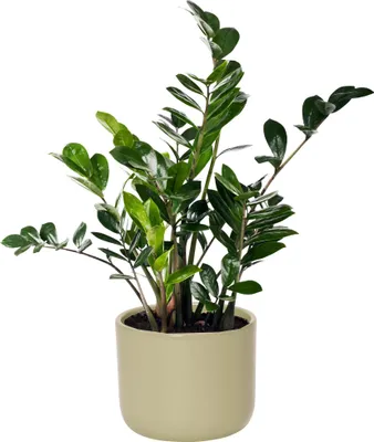 Produktbild von Blumenübertopf Cyrilla aus Keramik - Pflanzgefäß - Übertopf rund - Keramikübertopf , Ø 15,5 cm (oben) H 13 cm