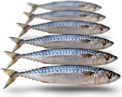 Produktbild von Köderfische Makrele Klein - Vakuumverpackt | 17-25CM | 5-7ST