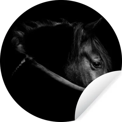 Produktbild von MuchoWow® Runde Wandtattoo - Wandsticker Tapete Aufkleber Pferde - Porträt - Schwarz - Tiere Ø 50 cm Selbstklebend und Repositionierbar - Wandaufkleber - Kreis - Wand Kreis - Wand Bild - Foto Tapete - Selbstklebende - Wohnzimmerdekoration - Wand Dekoration - Kinderzimmer
