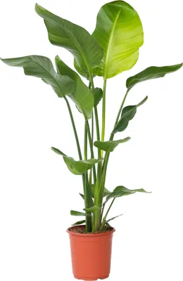 Produktbild von Paradiesvogelblume - Strelitzie - Strelitzia nicolai - Höhe 90-110cm - ⌀21cm