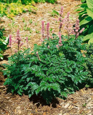 Produktbild von Astilbe x crispa 'Perkeo', Zwerg-Astilbe, rosa Blüten, ca. 9x9 cm Topf