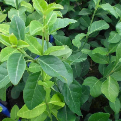 Image de 6 x fuseau rampant - Euonymus fortunei 'Dart's Blanket' | pot 9cm x 9cm