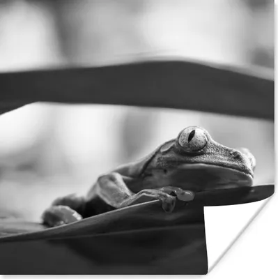 Produktbild von MuchoWow® Poster Frösche in der Natur Costa Ricas in Schwarz und Weiß 100x100 cm - Babyzimmer