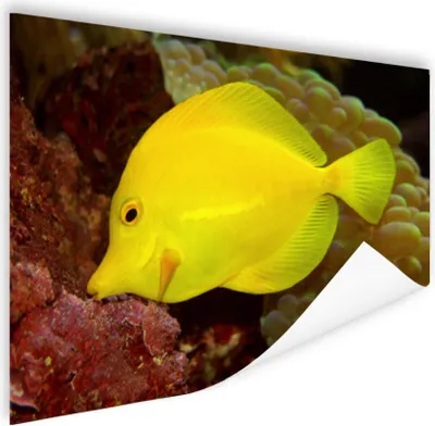 Produktbild von MuchoWow® Poster Fisch - Gelb - Koralle 120x90 cm - Wandbild