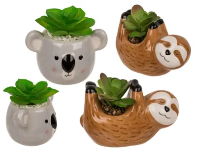 Obrázok produktu pre Sukulent v kvetináči, leňochod alebo koala