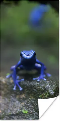 Produktbild von MuchoWow® Poster Blauer Frosch im Dschungel 80x160 cm - Kinderzimmer