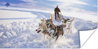 Produktbild von MuchoWow® Poster Huskys für Hundeschlitten 150x75 cm - ohne Rahmen