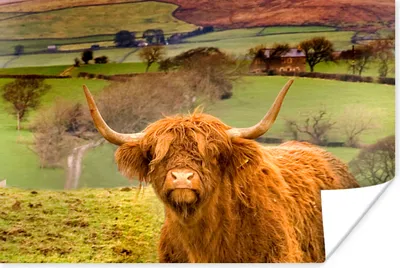 Produktbild von MuchoWow® Poster Schottischer Highlander - Berg - Herbst 120x80 cm - Bilder