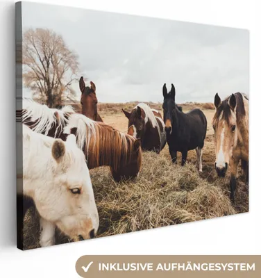 Zdjęcie produktu dla MuchoWow® - Obraz na płótnie - Zwierzęta - Koń, obraz na ścianę, dekoracja ścienna do salonu, 80x60cm