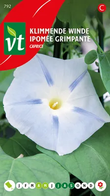 Produktbild von Ipomee Grimpante Caprice Samen - Ca. 0,75 gr | VT_792