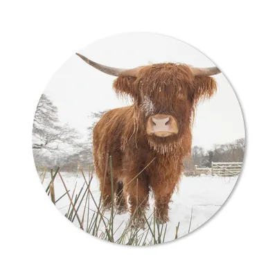 Produktbild von MuchoWow® Mauspad Mousepad Schottischer Highlander - Schnee - Winter 40x40 cm - Mousepads - Maus Mat - Pad - Mausunterlage - Schreibtisch Accessoires
