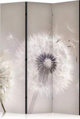 A decorative room divider with a close-up image of dandelions.