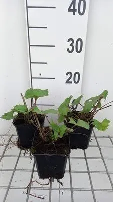 Produktbild von 6 x  Ligularia hybr. 'Little Rocket'® - Goldkolben - Topf 9 x 9 cm