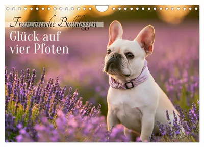 Produktbild von Französische Bulldoggen (Wandkalender 2027 DIN A4 quer), CALVENDO Monatskalender