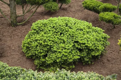 Produktbild von Abies koreana 'Brillant', Koreatanne, kompakt, 15–20 cm