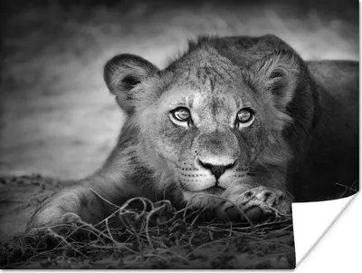 Produktbild von MuchoWow® Poster Wildtiere - Löwe - Natur - Schwarz - Weiß 120x90 cm - Wandbild