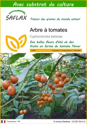 Image de SAFLAX  - Arbre à tomates - 50 graines - Avec substrat - Cyphomandra