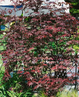 Produktbild von Acer palmatum 'Pung Kil', Japanischer Ahorn, 60–80 cm