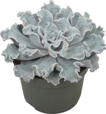 Immagine prodotto di Rosetta riccia - Echeveria "Crispy Beauty" - succulenta facile da curare - vaso da 12 cm