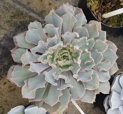 Image de Echeveria shaviana 'Pink Frills'