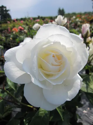 Produktbild von Rosa Schneewittchen® - Stammrose Schneewittchen® - Kordes Rose