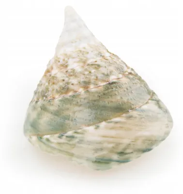 Produktbild von Aquarium Deko, Trochus Conus Natur, 5 cm, Gruen