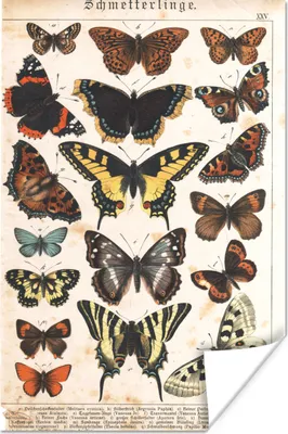 Produktbild von MuchoWow® Poster Schmetterlinge - Antiquitäten - Insekten - Zeichnung 80x120 cm - Papierdruck