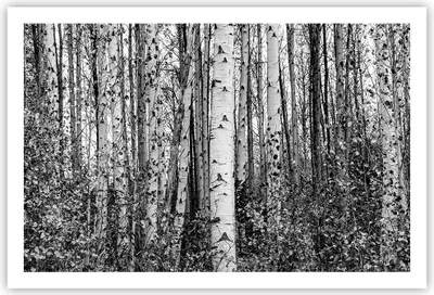 Produktbild von Poster - Poster ohne Rahmen - Birken Wald Monochrom - 91,5x61 cm - Wand Bild - Wanddeko - Wandbilder - Kunstposter - Wandposter - Bilder - Kunstdruck - Wanddekoration - Wandbild - P2XAA91x61-4643